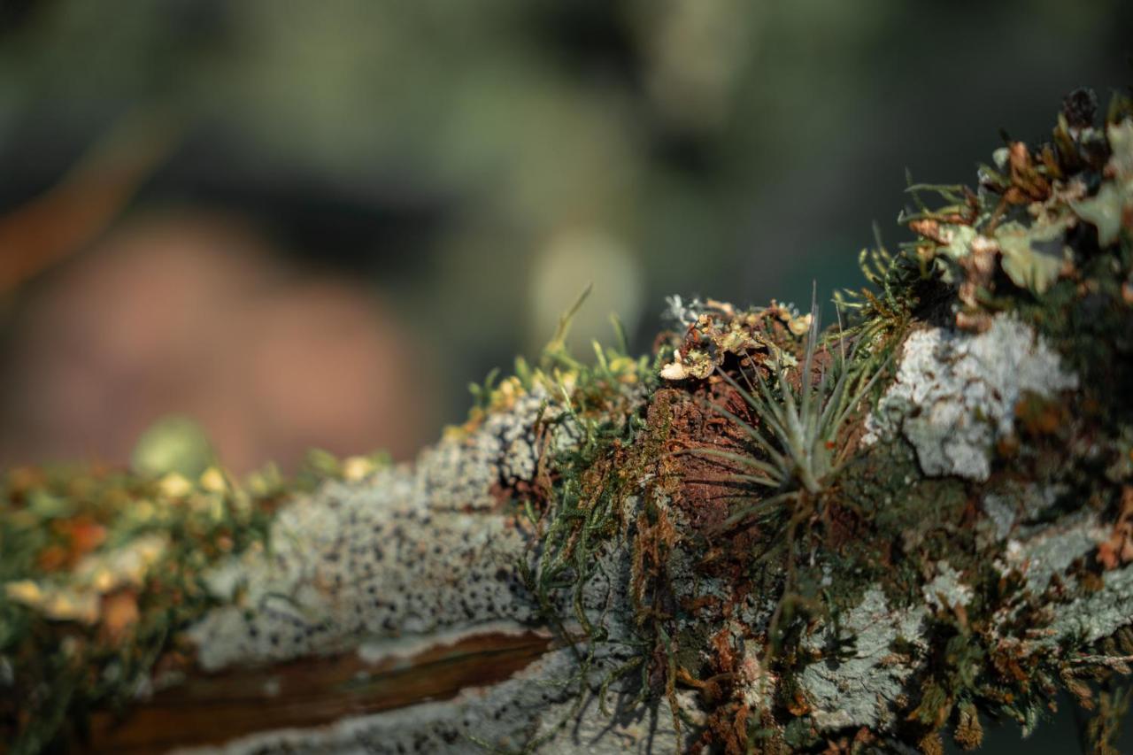 La Pianta - Uma Experiencia Na Villa De Monte Verde Monte Verde  Dış mekan fotoğraf